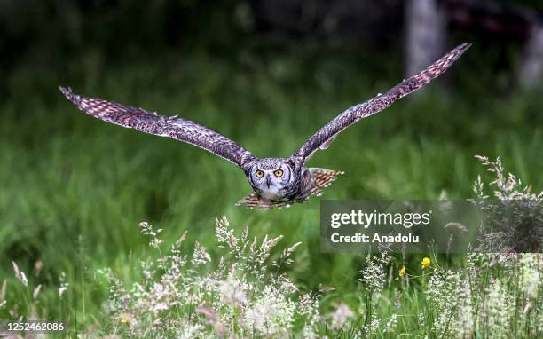 Owl flies over the meadow after a night of hunting for food in Kent, United Kingdom on April 29, 2023.