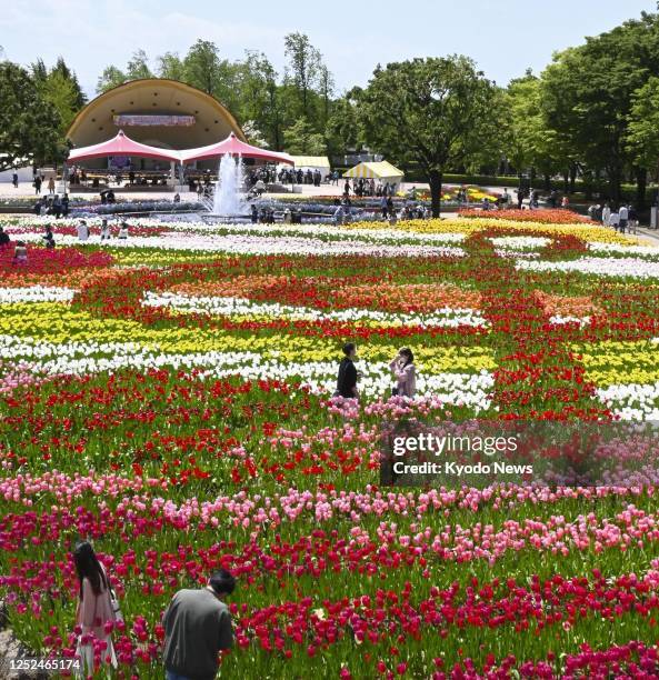 17 Tonami Tulip Fair Stock Photos, High-Res Pictures, and Images ...