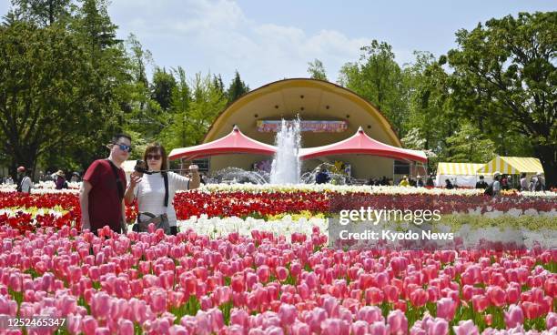 17 Tonami Tulip Fair Stock Photos, High-Res Pictures, and Images ...