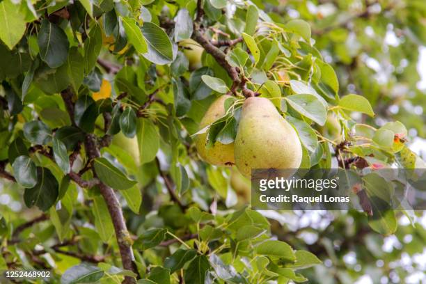 pears growing on a pear tree - pear tree stock pictures, royalty-free photos & images