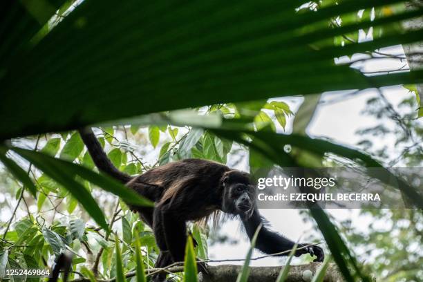 Howler monkey climbs on a tree at the Sloth Sanctuary and Rescue Shelter in Cahuita, Limon Province, Costa Rica, on March 9, 2023.