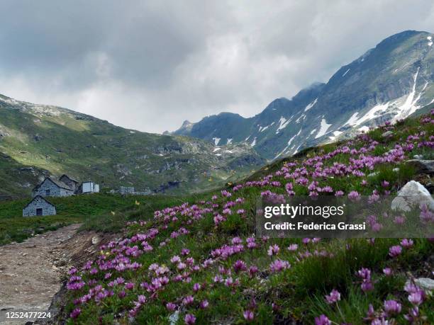 alpine clover (trifolium alpinum) flowering at alpe poiala - trifolium alpinum stock pictures, royalty-free photos & images