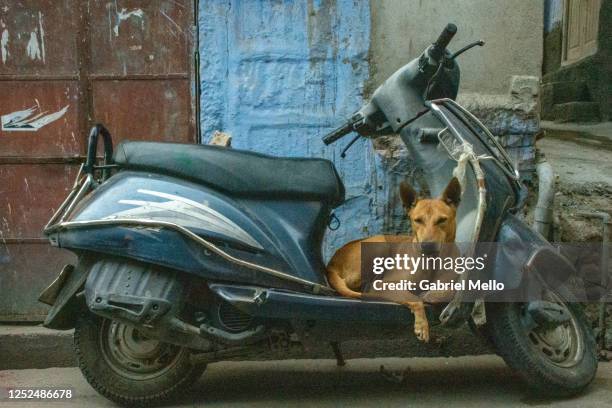 dog resting on a scooter - moto humour photos et images de collection