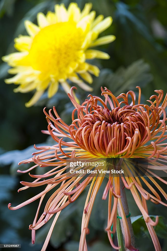 Chrysanthemum