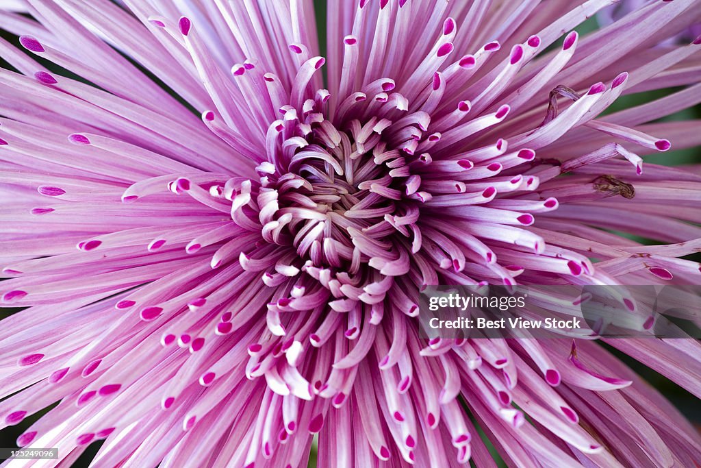 Chrysanthemum