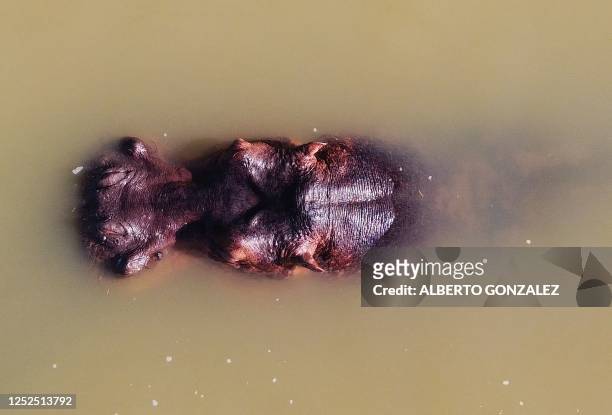 Aerial view showing a hippo -- descendant from a small herd introduced by drug kingpin Pablo Escobar -- in the wild in a lake near the Hacienda...
