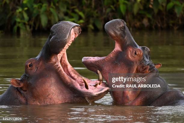 Hippos -- descendants from a small herd introduced by drug kingpin Pablo Escobar -- are seen in the wild in a lake near the Hacienda Napoles theme...