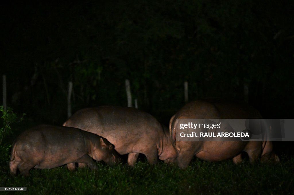 COLOMBIA-ANIMAL-HIPPO-ESCOBAR