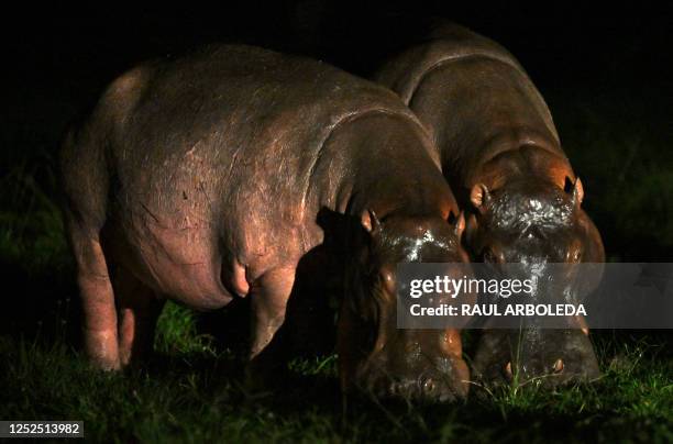 Wild hippos -- descendants from a small herd introduced by drug kingpin Pablo Escobar -- eat grass as they roam near houses in Doradal, Antioquia...