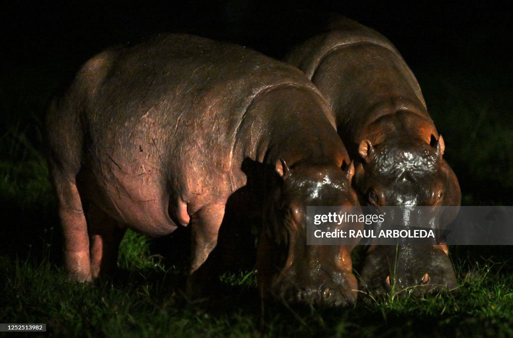 COLOMBIA-ANIMAL-HIPPO-ESCOBAR