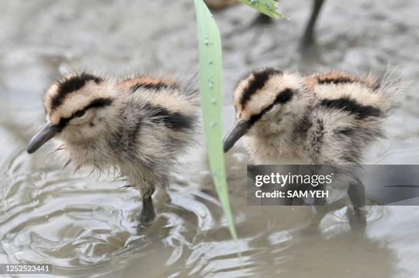 Two greater painted-snipe chicks walk in wetlands in New Taipei City on May 2, 2023.