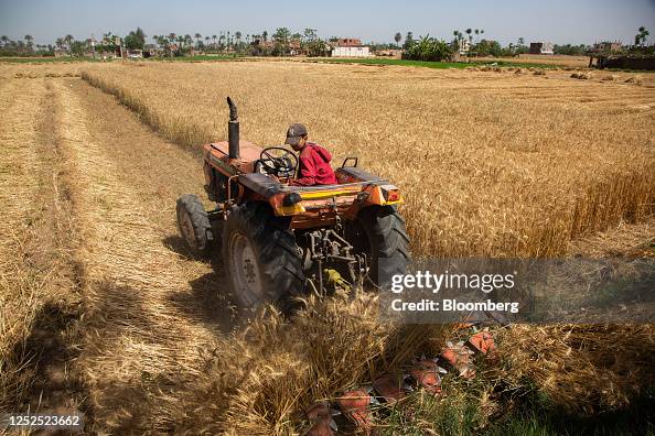 Egyptian Wheat Harvest And Government Grain Storage Egyptian Wheat Harvest And Government Grain Storage