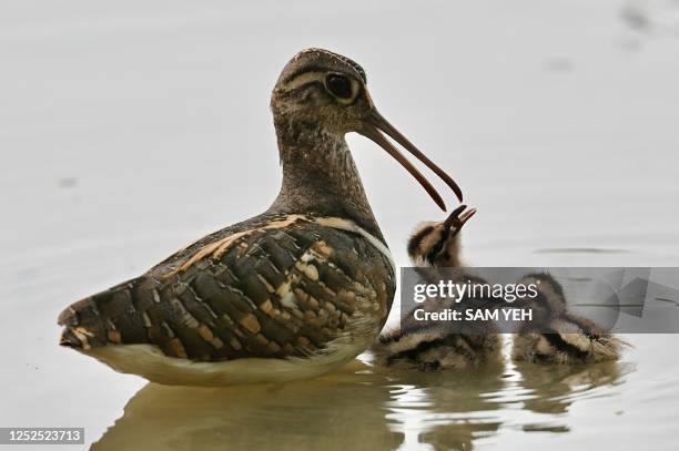 Male greater painted-snipe feeds his chicks in wetlands in New Taipei City on May 2, 2023.