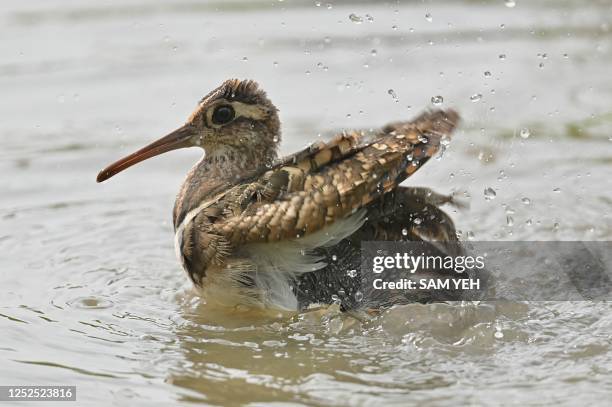 Male greater painted-snipe cleans himself in wetlands in New Taipei City on May 2, 2023.