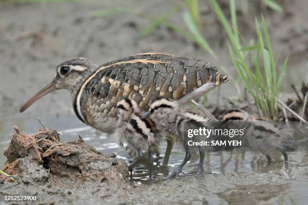 Male greater painted-snipe leads his chicks in wetlands in New Taipei City on May 2, 2023.