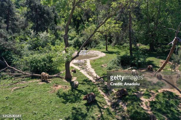 An aerial view of the bears, waking up from hibernation, feeding at the Ovakorusu Celal Acar Wildlife Rescue and Rehabilitation Center in the...