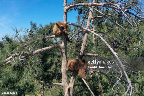 Bears, waking up from hibernation, are seen at the Ovakorusu Celal Acar Wildlife Rescue and Rehabilitation Center in the Karacabey district of Bursa,...