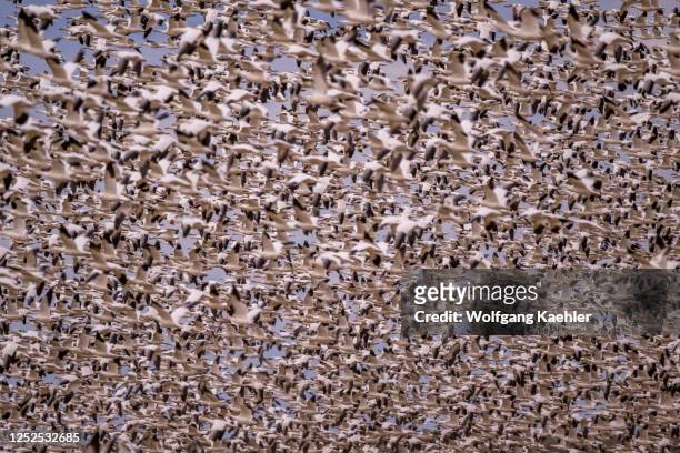 Thousands of snow geese inflight over a field near Othello, Adams County, Eastern Washington State, USA.