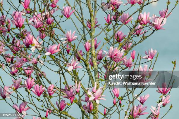 Pink magnolia tree flowering in the spring in Kirkland, Washington State, USA.