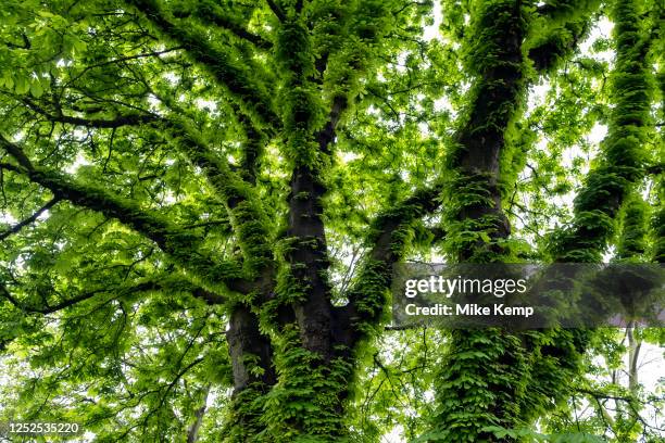 Sunlight through new spring growth of Horse Chestnut trees on 28th April 2023 in London, United Kingdom.