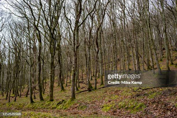 Woodland landscape on 18th March 2023 in Goginan, Wales, United Kingdom. Goginan is a small village in Ceredigion, about 7 miles outside Aberystwyth...