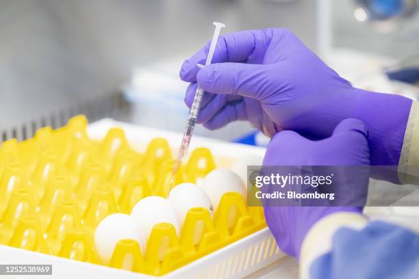Poultry Injection Poultry Injection Photos and Premium High Res Pictures - Getty Images