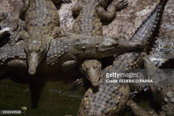 Orinoco Crocodiles are pictured in a breeding pond at the Leslie Pantin Zoo in Turmero, Aragua state, Venezuela on April 8, 2023. - Some 220...