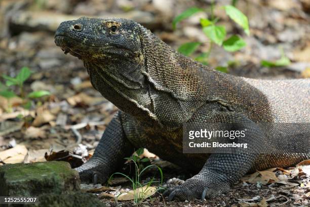 Komodo dragon at the National Park on Komodo island, West Manggarai, Indonesia, on Friday, April 28, 2023. Indonesia is scheduled to report...