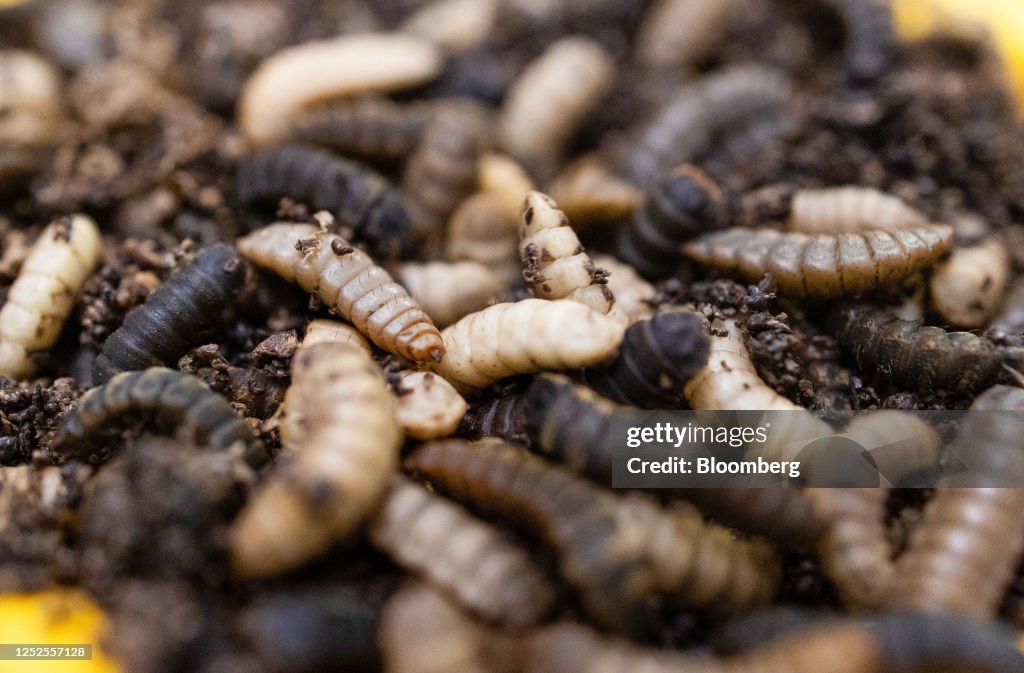 Farm Insects Color:black Black Soldier Fly larvae inside the Entocycle insect farming... News ...