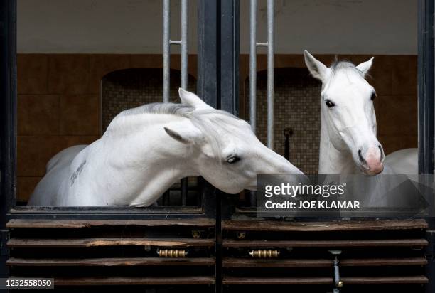 Lipizzaner horses Pluto Favorit and Conversaro Bellornatal are seen in their barns of Vienna's Spanish riding school on May 03, 2023 in Vienna,...