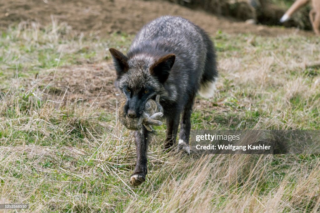 A red fox (Vulpes vulpes)(silver morph) with a rabbit at the...
