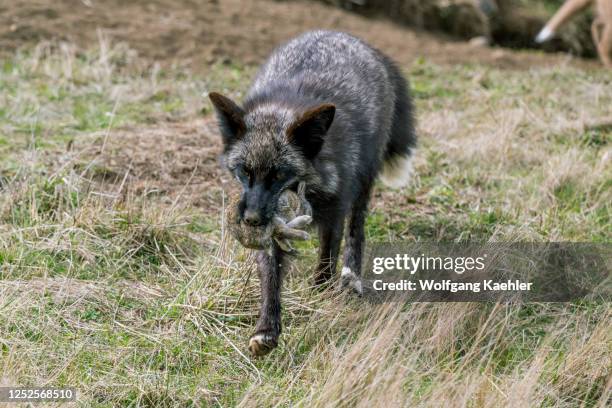 Red fox with a rabbit at the den in the American Camp on San Juan Island in the San Juan Islands in Washington State, United States.