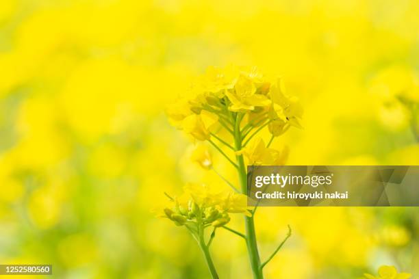 Vegetable Rappe Rape Vegetable Photos and Premium High Res Pictures - Getty Images