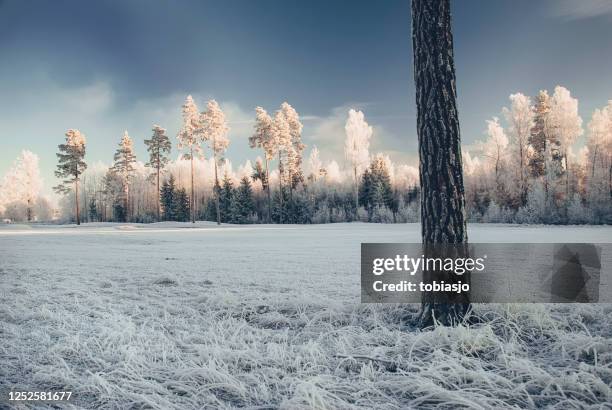 winter landscape - deep golf bunker stock pictures, royalty-free photos & images