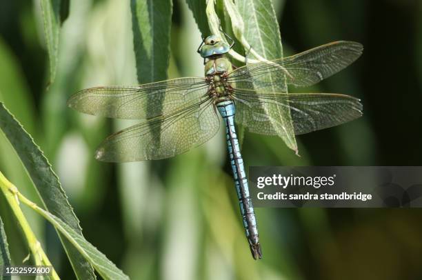 a emperor dragonfly (anax imperator) perching on a willow tree leaf. - anax imperator stockfoto's en -beelden