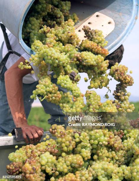 Grape-picker is at work in a vineyard of Rivesaltes, 02 August 2007, south western France, on the opening grape harvest of the area. AFP PHOTO...