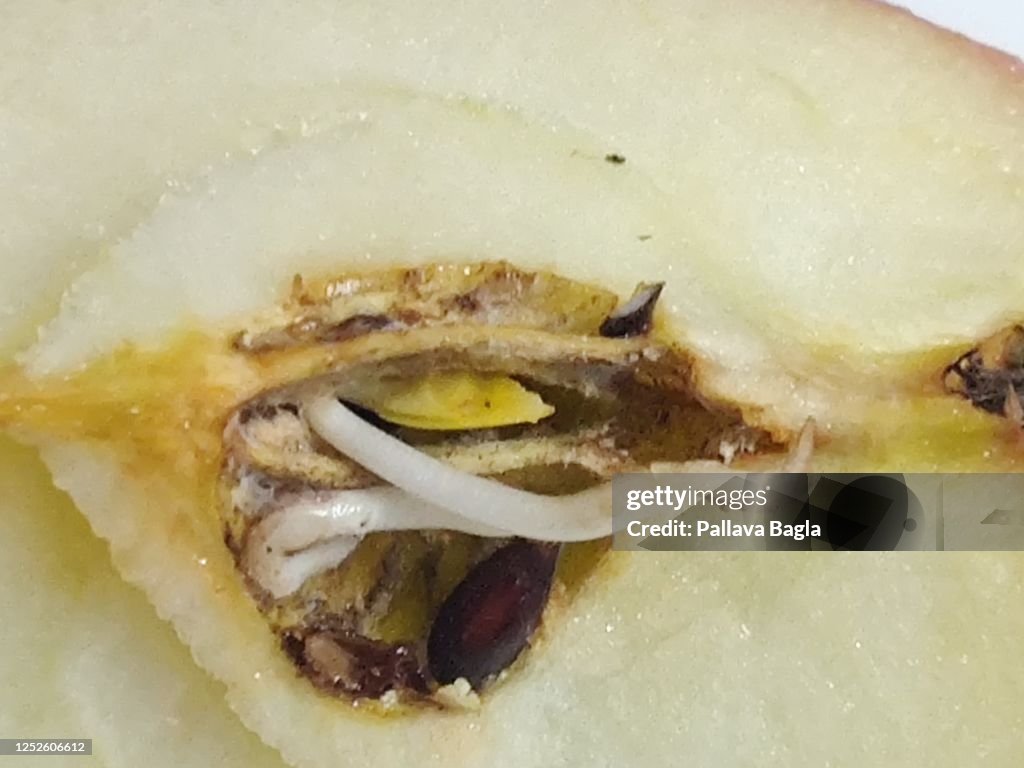Rare seeds grow inside apple fruit itself called Vivipary