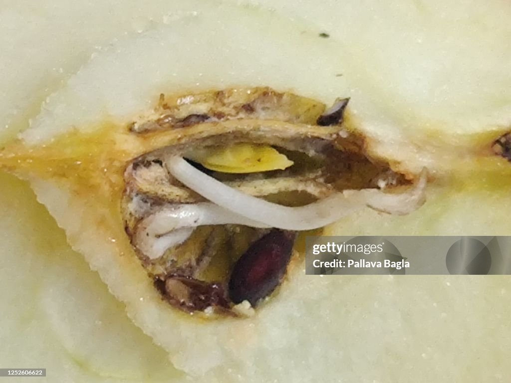 Rare seeds grow inside apple fruit itself called Vivipary
