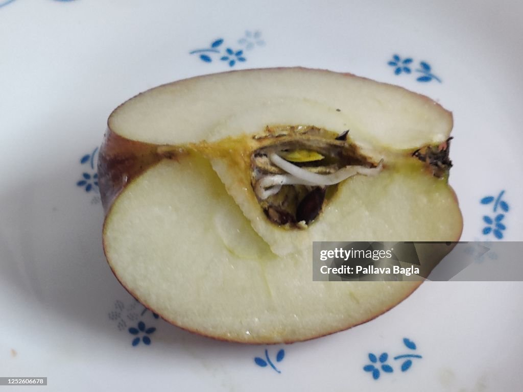 Rare seeds grow inside apple fruit itself called Vivipary