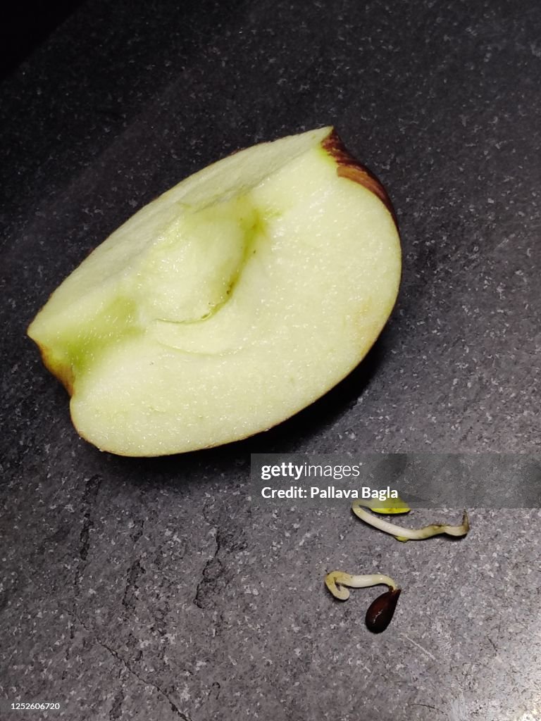 Rare seeds grow inside apple fruit itself called Vivipary