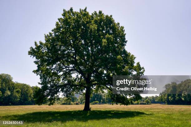 single large oak tree in the rosental public park in leipzig, saxony - oak woodland stock pictures, royalty-free photos & images