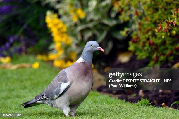 male woodpigeon (columba palumbus) - pidgeon stock pictures, royalty-free photos & images