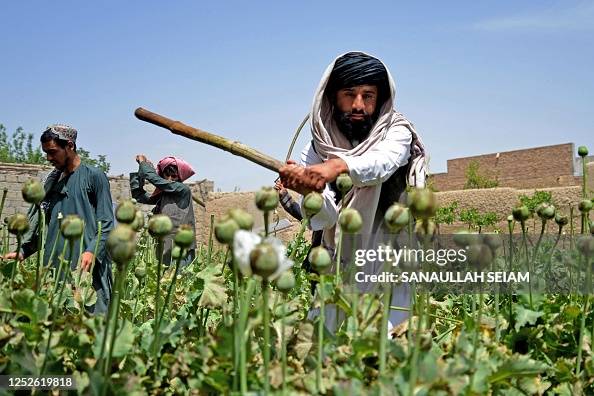 AFGHANISTAN-TALIBAN-OPIUM-AGRICULTURE AFGHANISTAN-TALIBAN-OPIUM-AGRICULTURE