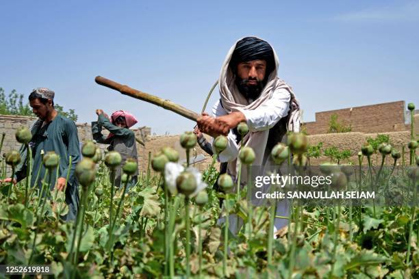 In this photograph taken on April 11 Taliban security personnel destroy a poppy plantation in Sher Surkh village of Kandahar province. - The...