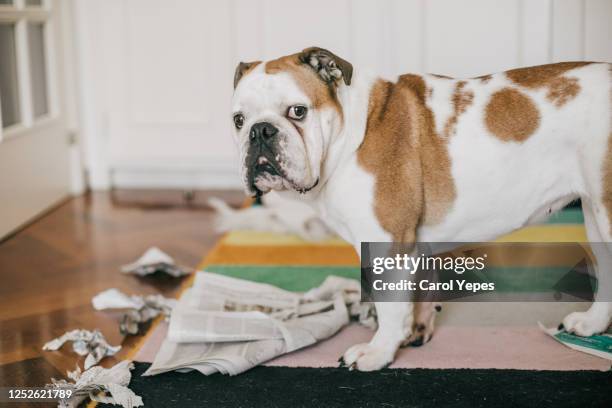 dog bite some newspaper while alone at home - messy dog fotografías e imágenes de stock