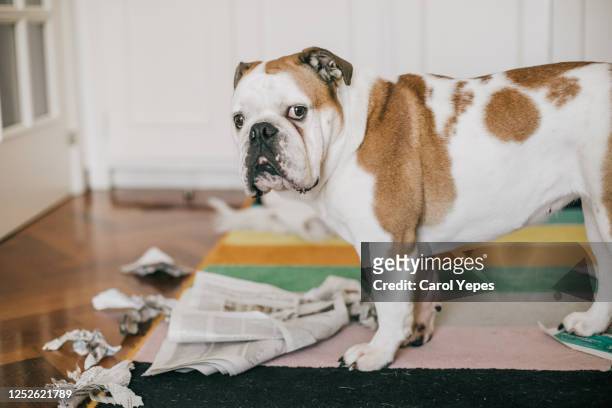 dog bite some newspaper while alone at home - mâchonné photos et images de collection