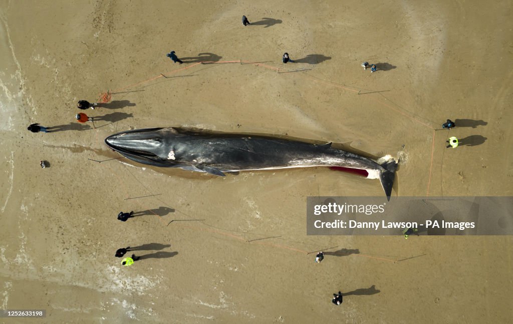 Fin whale washed up in Bridlington
