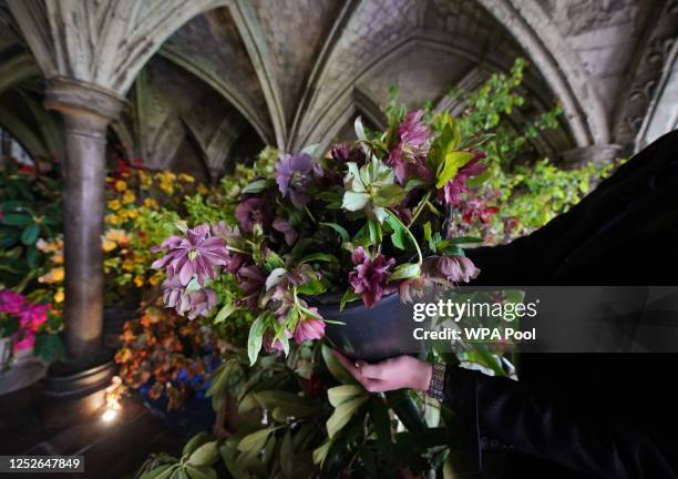 Some of the coronation service flowers, including hellebores, at Chapter House, Westminster Abbey in London, ahead of the coronation of King Charles...