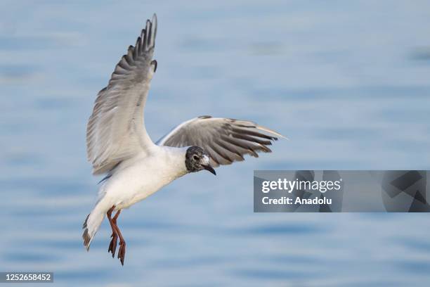 Black-headed gull flies during spring time over Mogan Lake in Ankara, Turkiye on May 03, 2023.