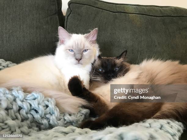 Two Ragdolls 188 Two Ragdoll Cats Stock Photos, High-Res Pictures, and Images ...